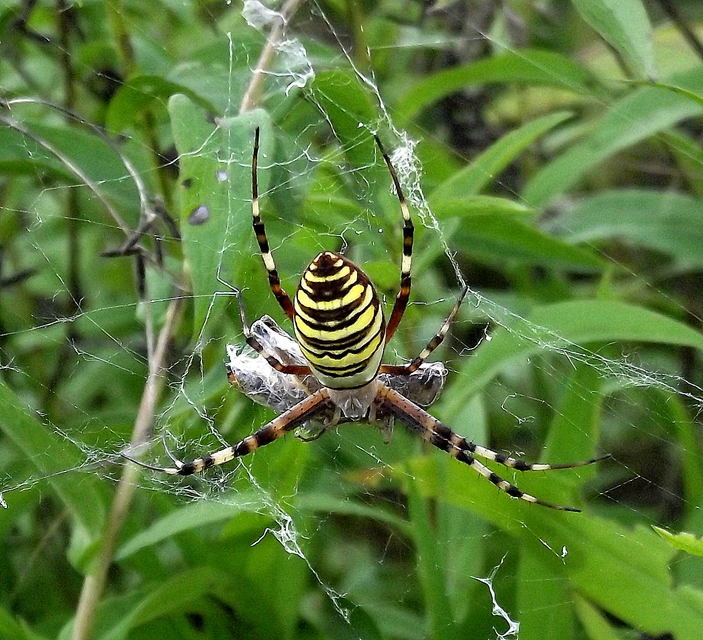 Argiope bruennichi - darázspók