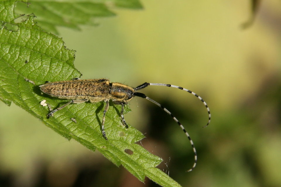 Agapanthia villosoviridescens - fehérgyűrűs bogáncscincér