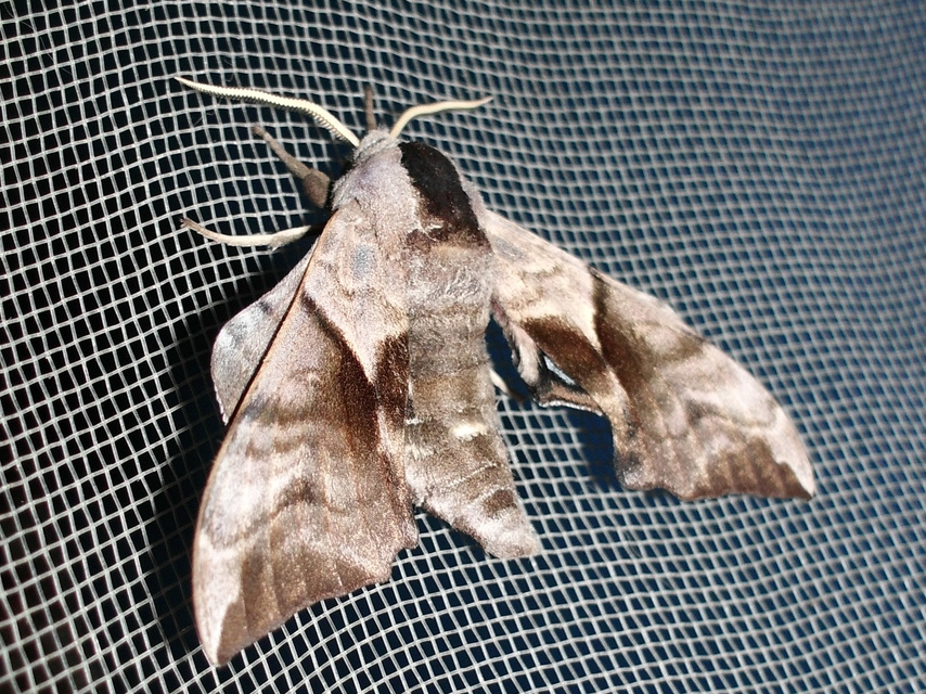 Smerinthus ocellatus - esti pávaszem