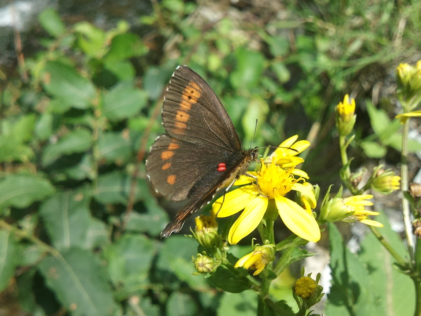 Erebia euryale