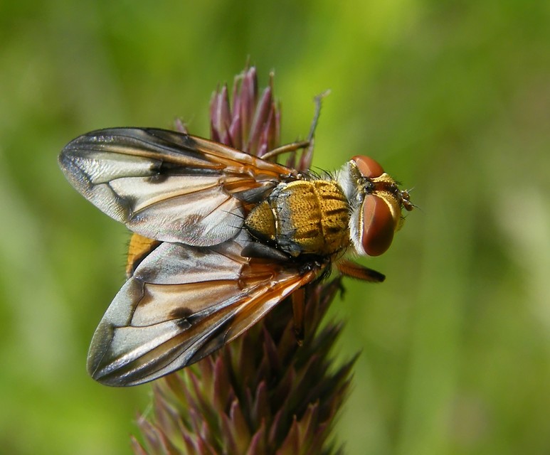 Ectophasia crassipennis - szélespotrohú poloskafürkész