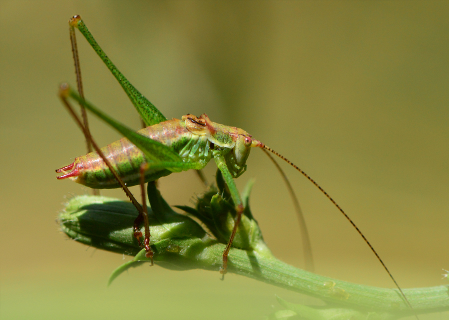 Leptophyes albovittata - közönséges virágszöcske
