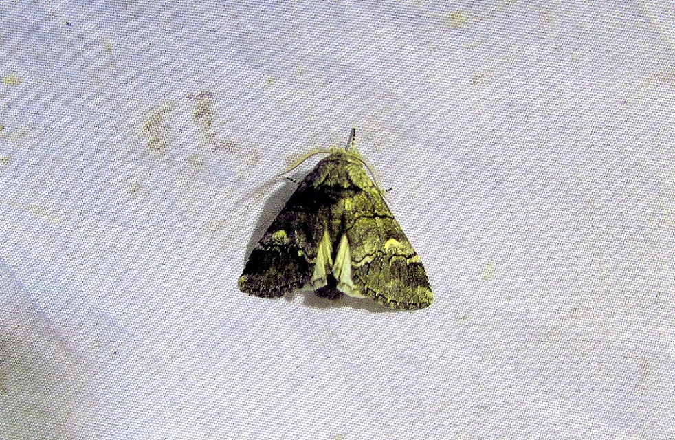 Drymonia querna - tölgyfa-púposszövő