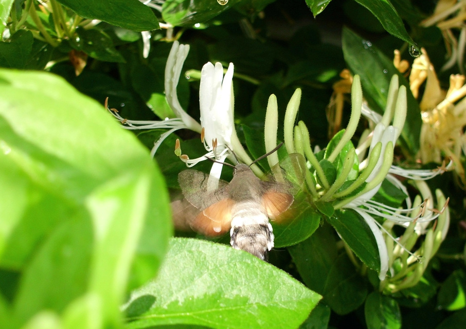 Macroglossum stellatarum - kacsafarkú szender