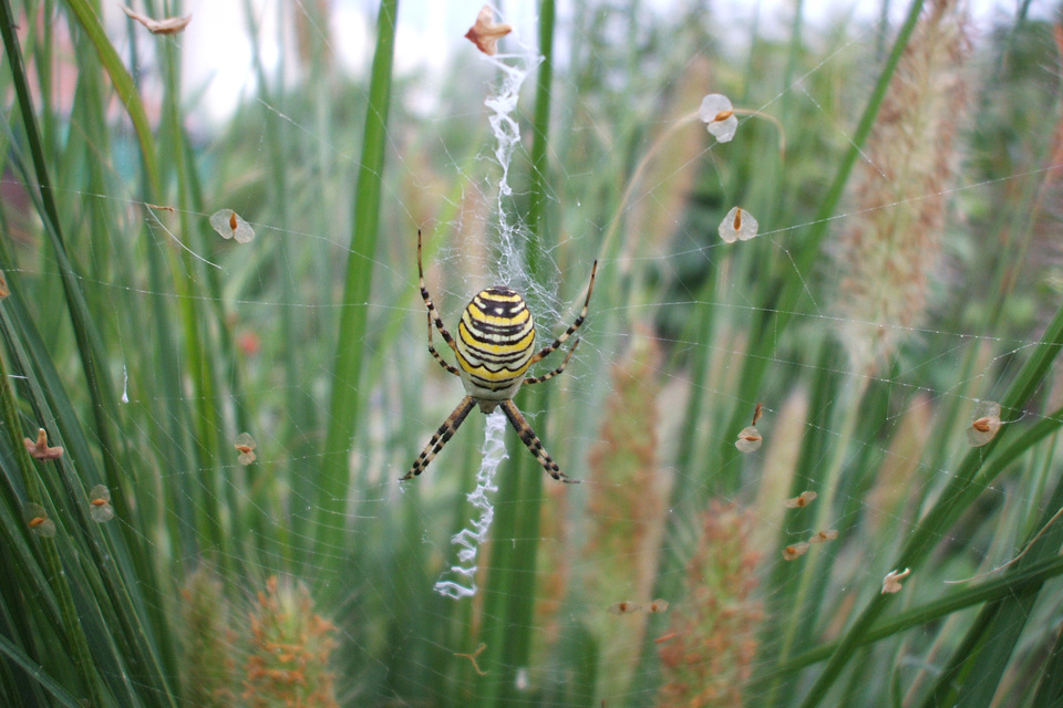 Argiope bruennichi - darázspók