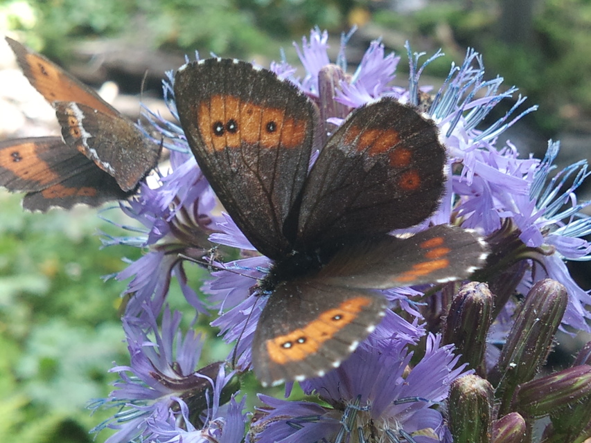 Erebia ligea - fehércsíkú szerecsenlepke