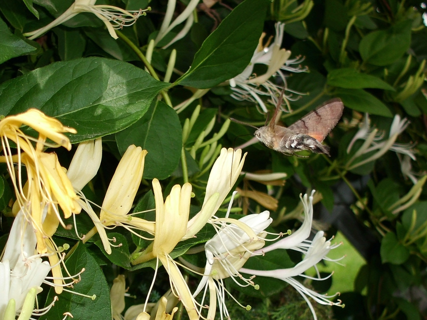 Macroglossum stellatarum - kacsafarkú szender