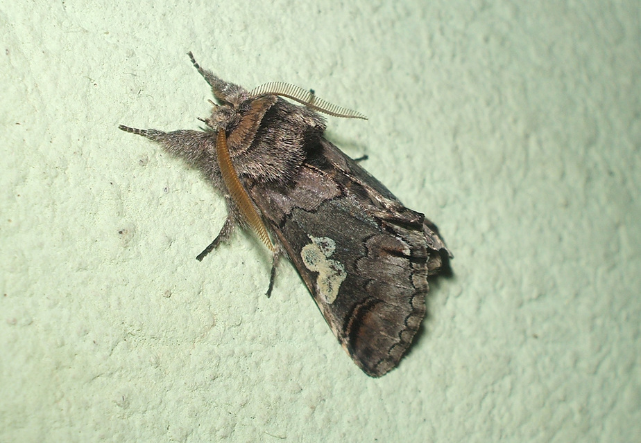 Diloba caeruleocephala - őszi kékesbagoly