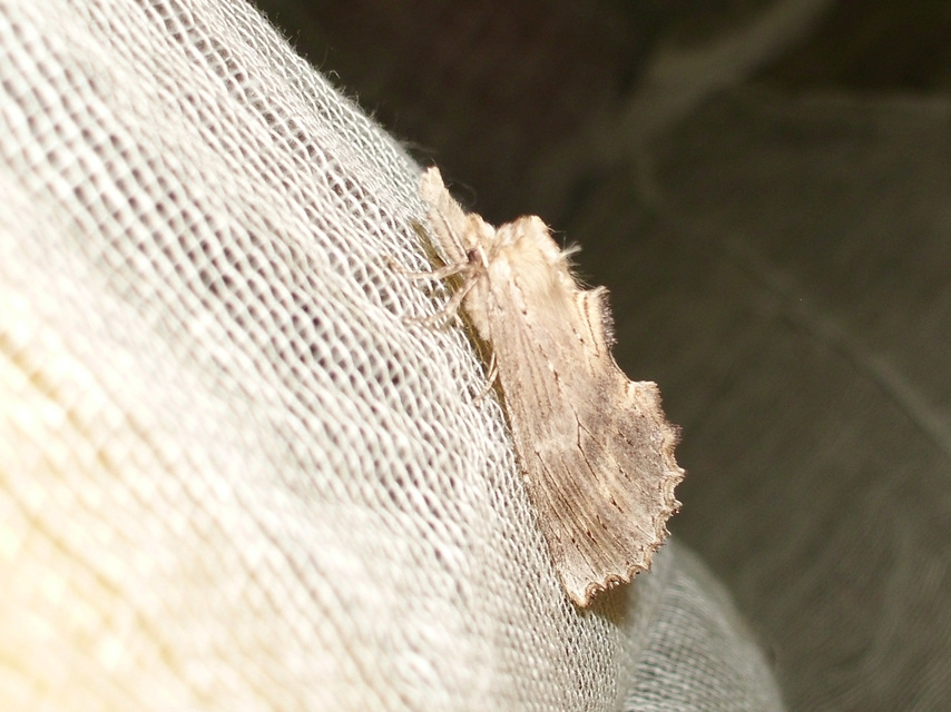 Pterostoma palpina - csőrös púposszövő