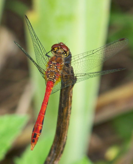 Sympetrum sanguineum - vörös katona-szitakötő