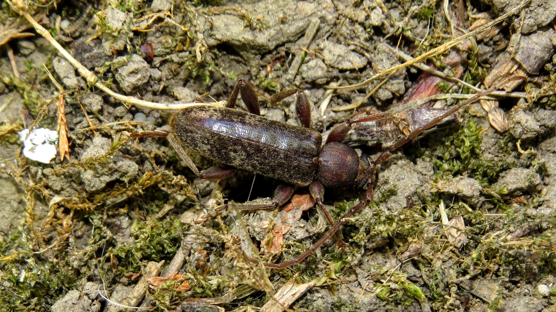 Trichoferus campestris - szállóvendég éjicincér