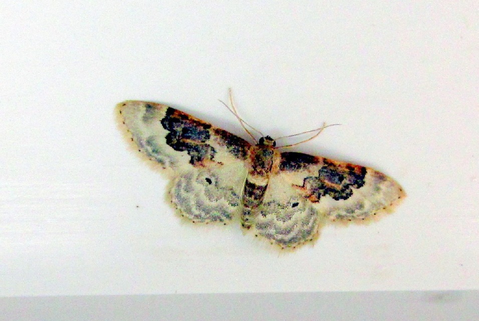 Idaea rusticata - tarka apróaraszoló