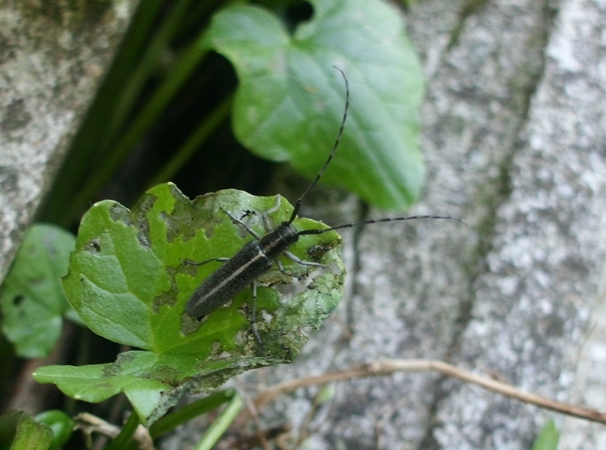Agapanthia cardui - sávos bogáncscincér