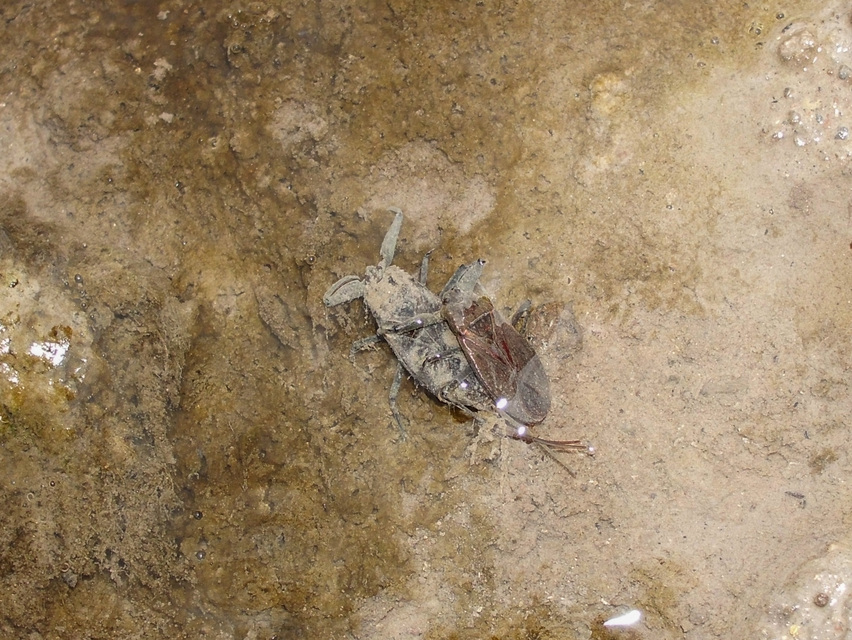 Nepa cinerea - víziskorpió