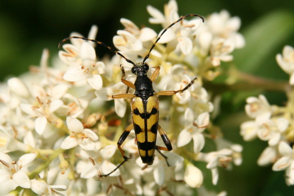 Rutpela maculata - tarkacsápú karcsúcincér