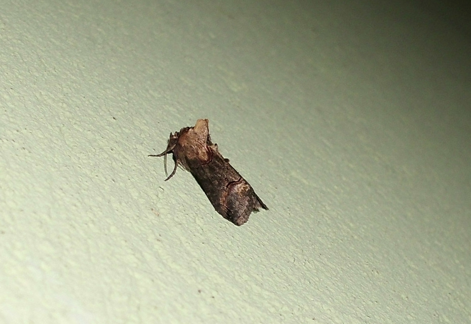 Abrostola triplasia - közönséges csalánbagoly