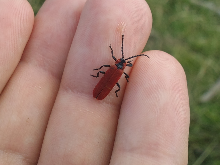 Lygistopterus sanguineus - vérbogár