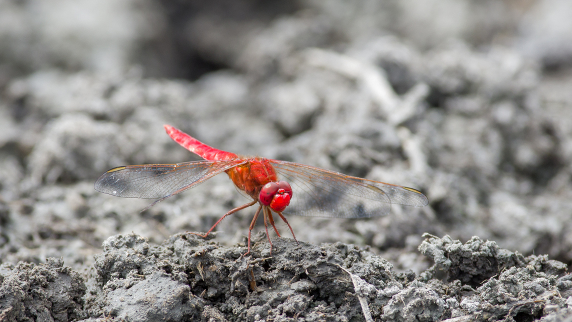 Crocothemis erythraea - skarlát szitakötő