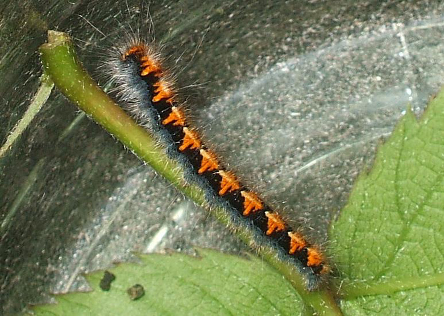 Lasiocampa quercus - tölgyfaszövő