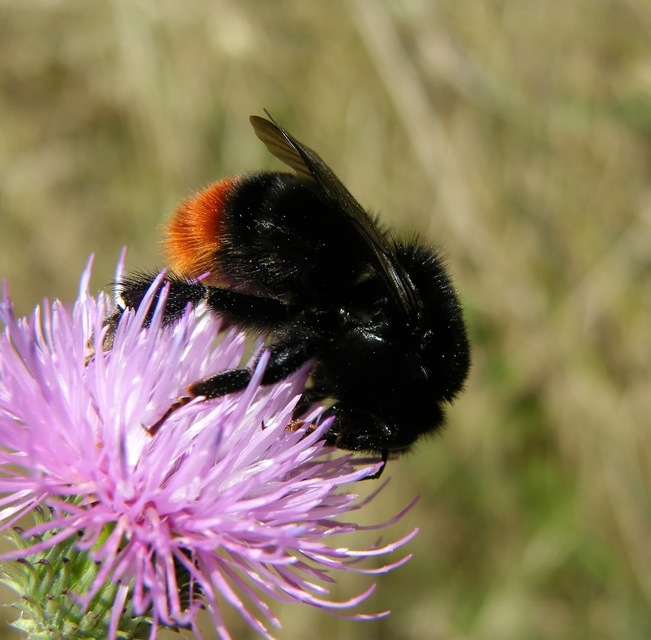 Bombus lapidarius - kövi poszméh