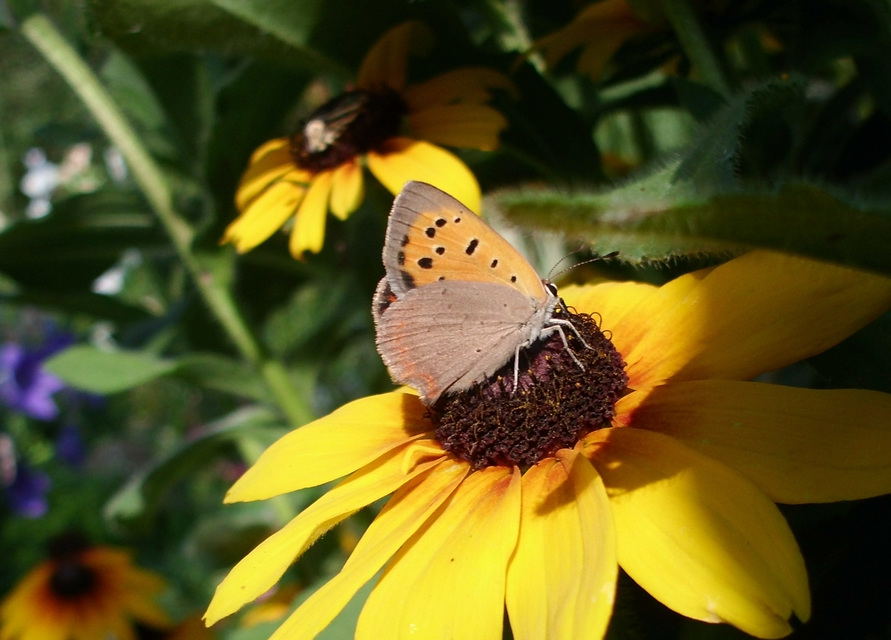 Lycaena phlaeas - közönséges tűzlepke