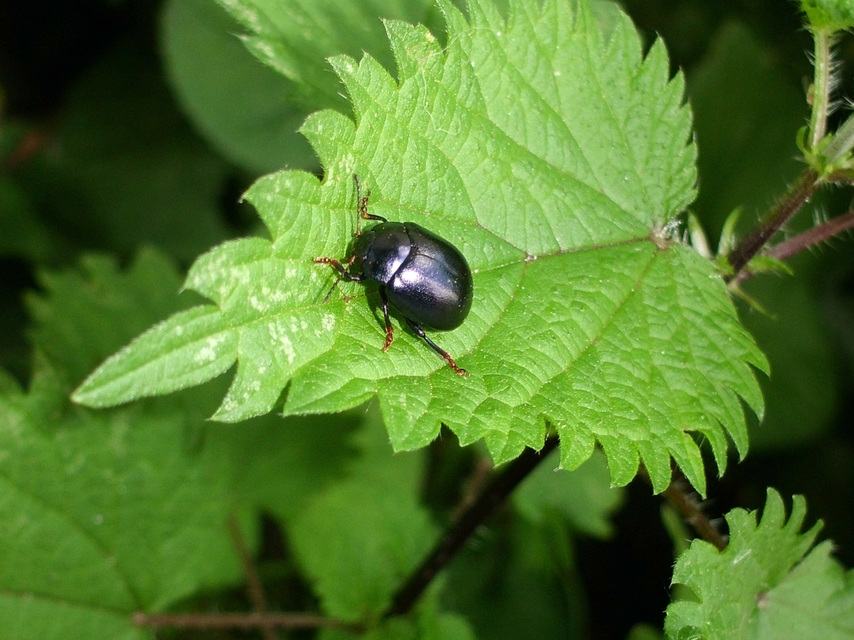 Chrysolina sturmi - vöröslábú levelész