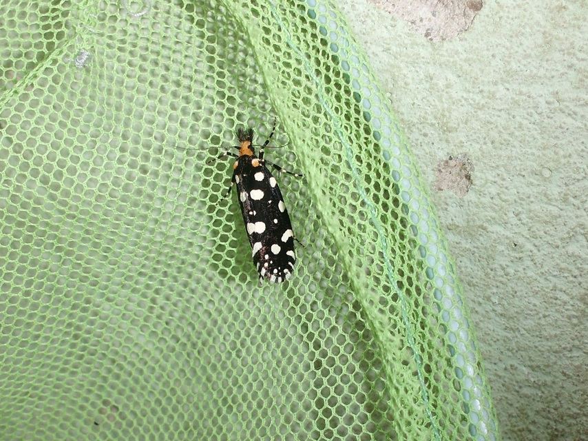 Euplocamus anthracinalis - fésűscsápú korhadékmoly