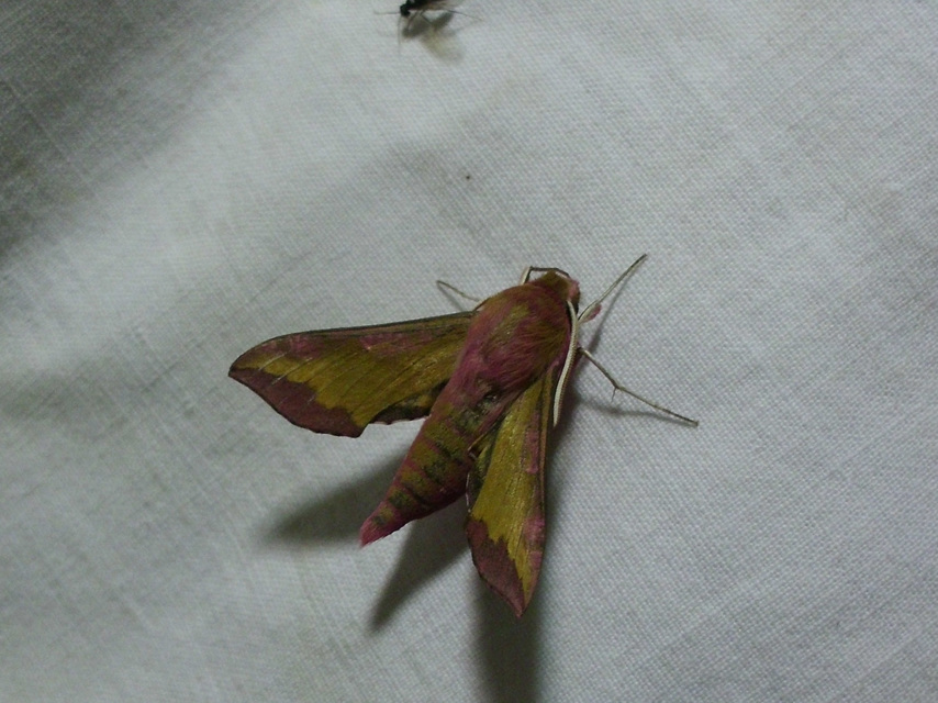 Deilephila porcellus - piros szender