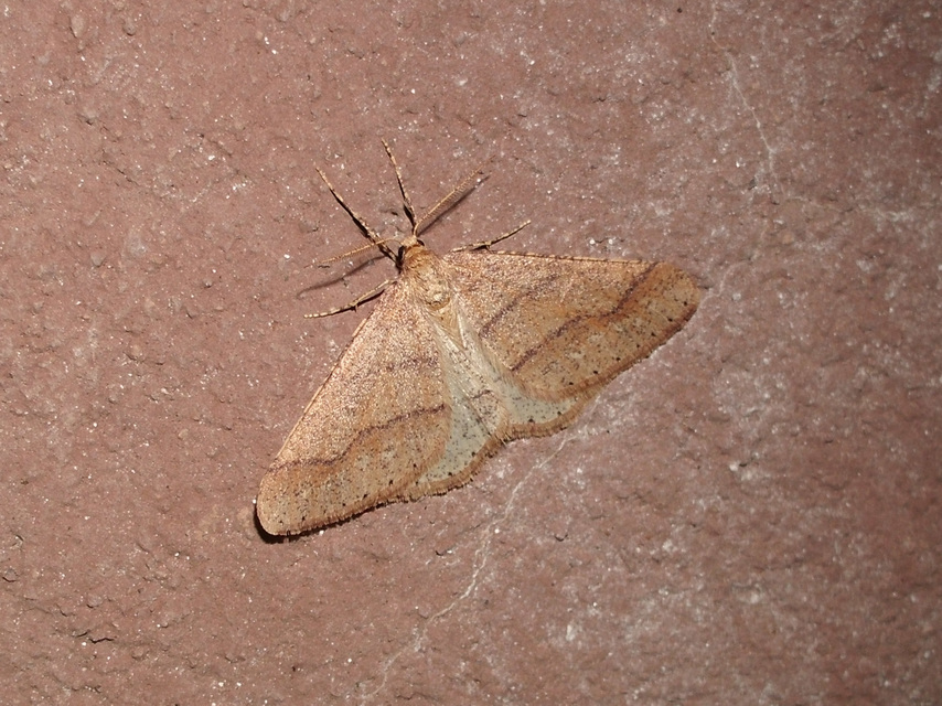 Agriopis marginaria - sárgás téliaraszoló