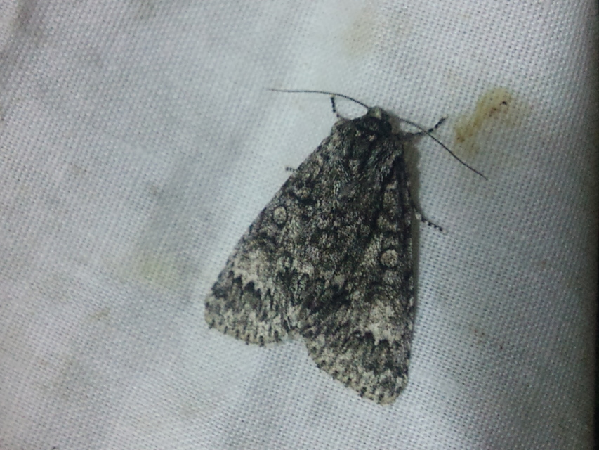 Acronicta megacephala - nagyfejű szigonyosbagoly