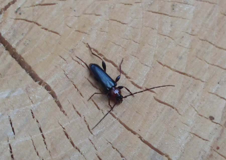 Phymatodes testaceus - változékony korongcincér