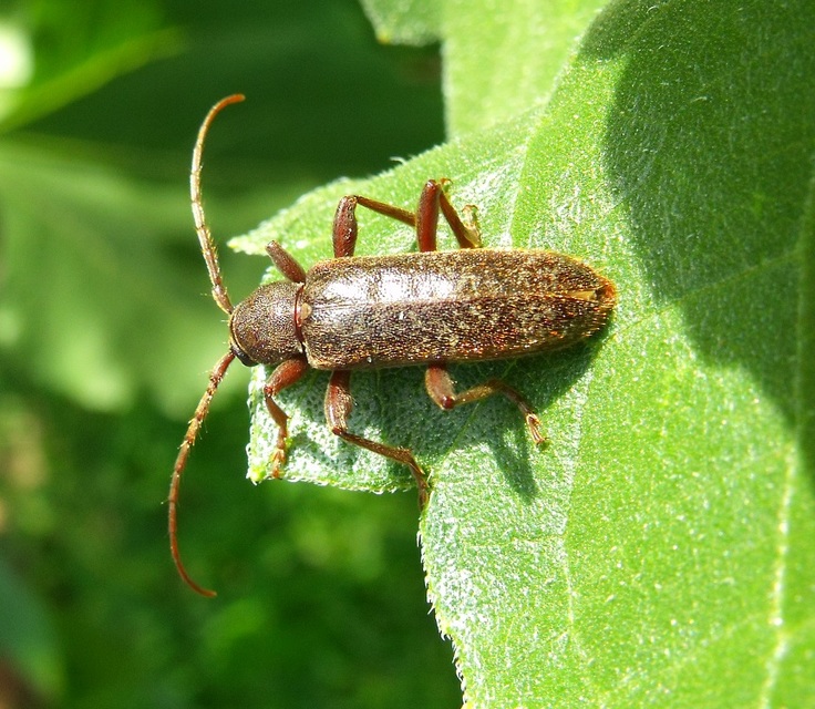 Trichoferus campestris - szállóvendég éjicincér