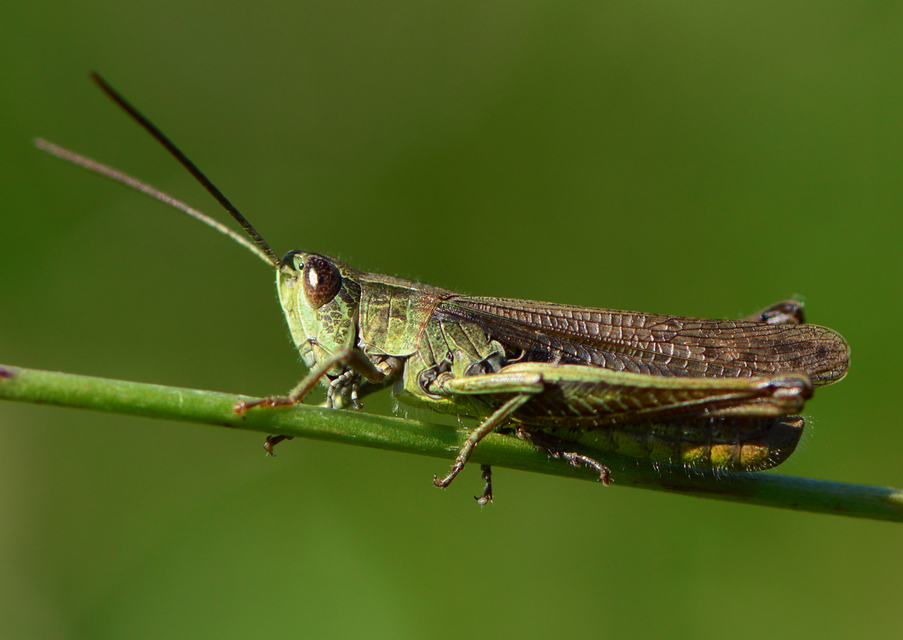 Chorthippus dorsatus - hátas rétisáska