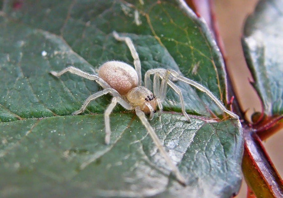 Cheiracanthium