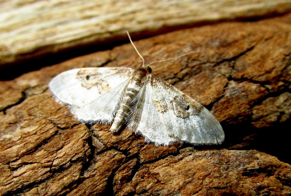 Idaea rusticata - tarka apróaraszoló
