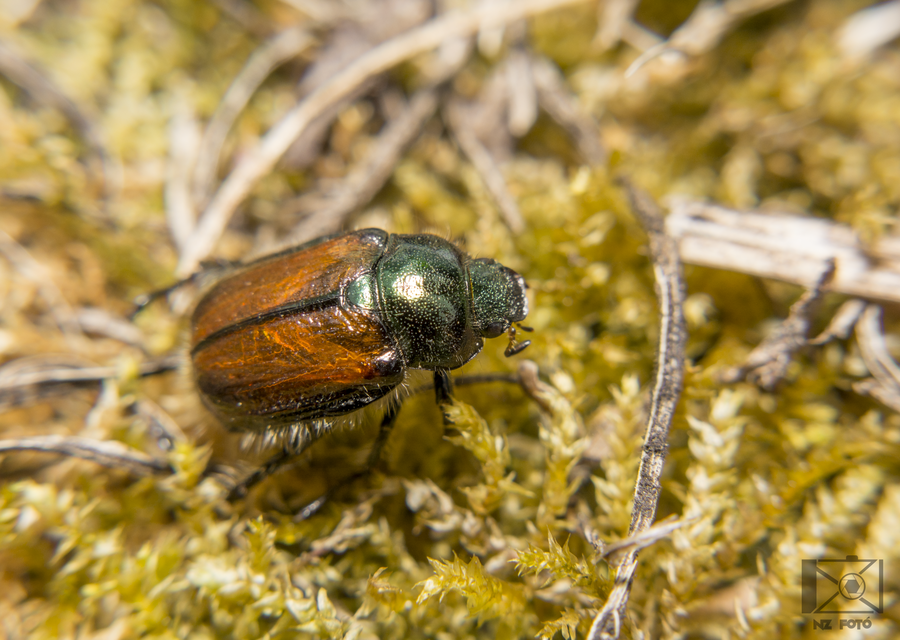 Phyllopertha horticola - kerti szipoly