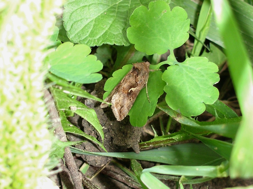 Autographa gamma - gammalepke