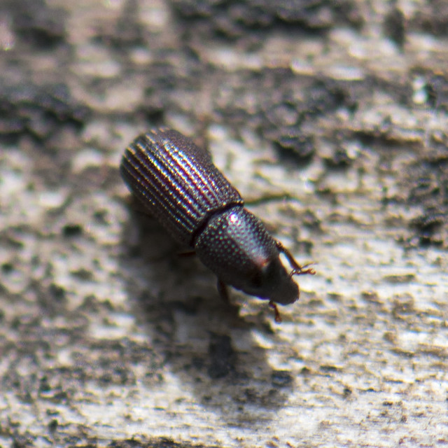 Brachytemnus porcatus - négyzetestorú szúormányos