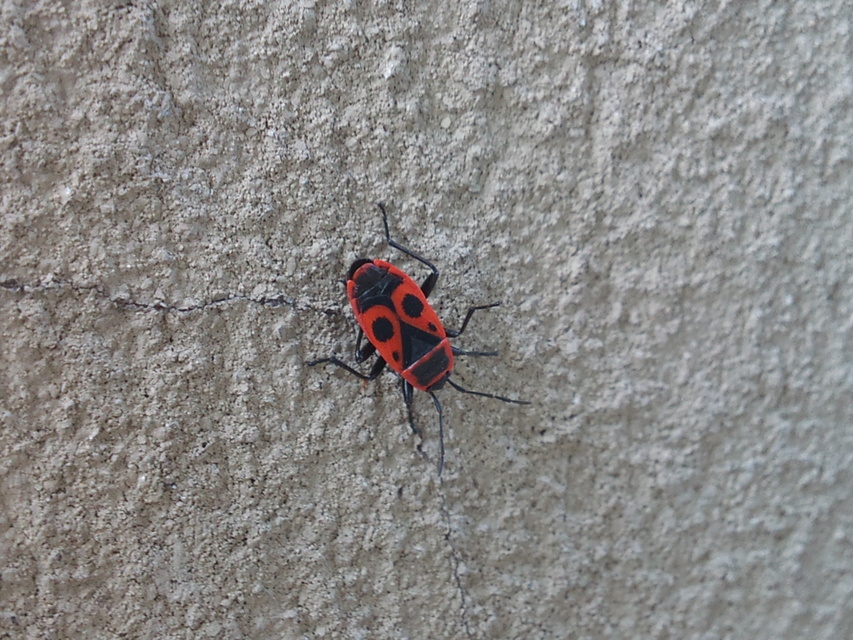 Pyrrhocoris apterus - verőköltő poloska