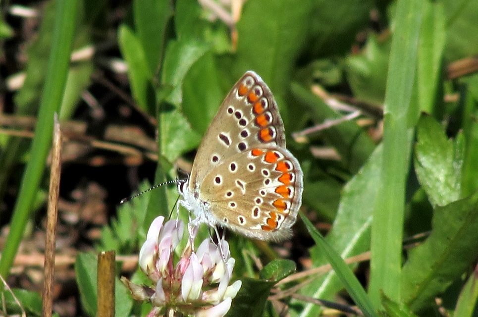 Polyommatus icarus - közönséges boglárka
