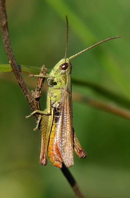 Chorthippus dorsatus - hátas rétisáska