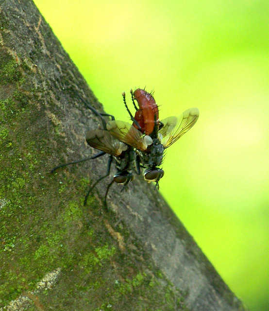 Cylindromyia bicolor