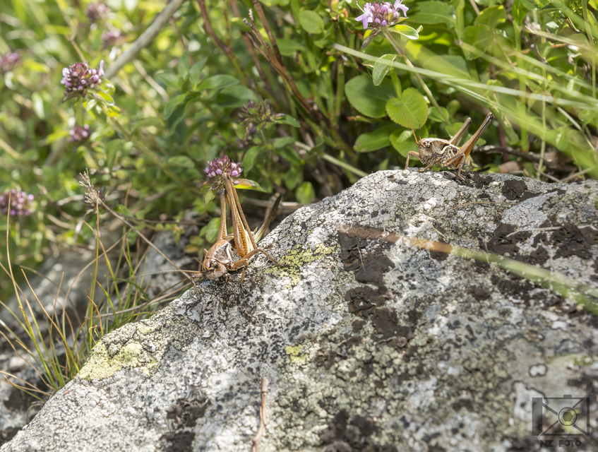 Decticus verrucivorus - szemölcsevő szöcske