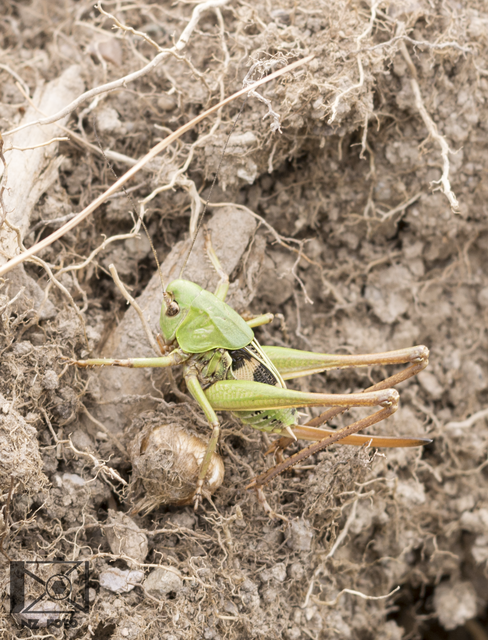 Decticus verrucivorus - szemölcsevő szöcske