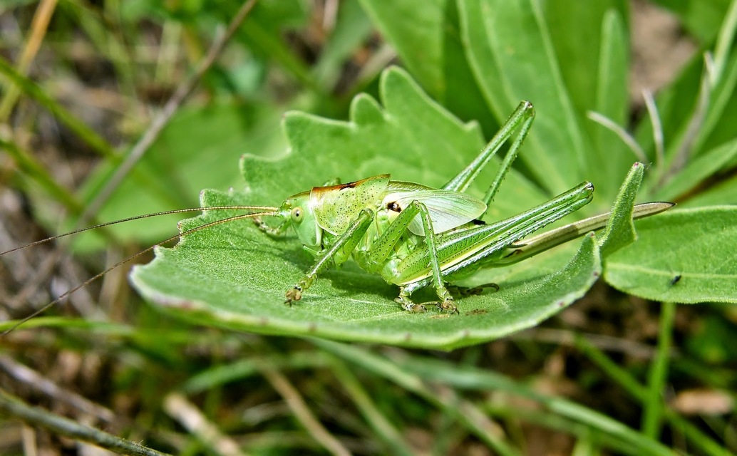 Tettigonia viridissima - zöld lombszöcske
