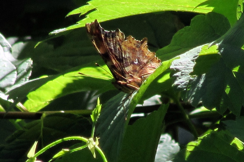 Nymphalis c-album - C-betűs lepke