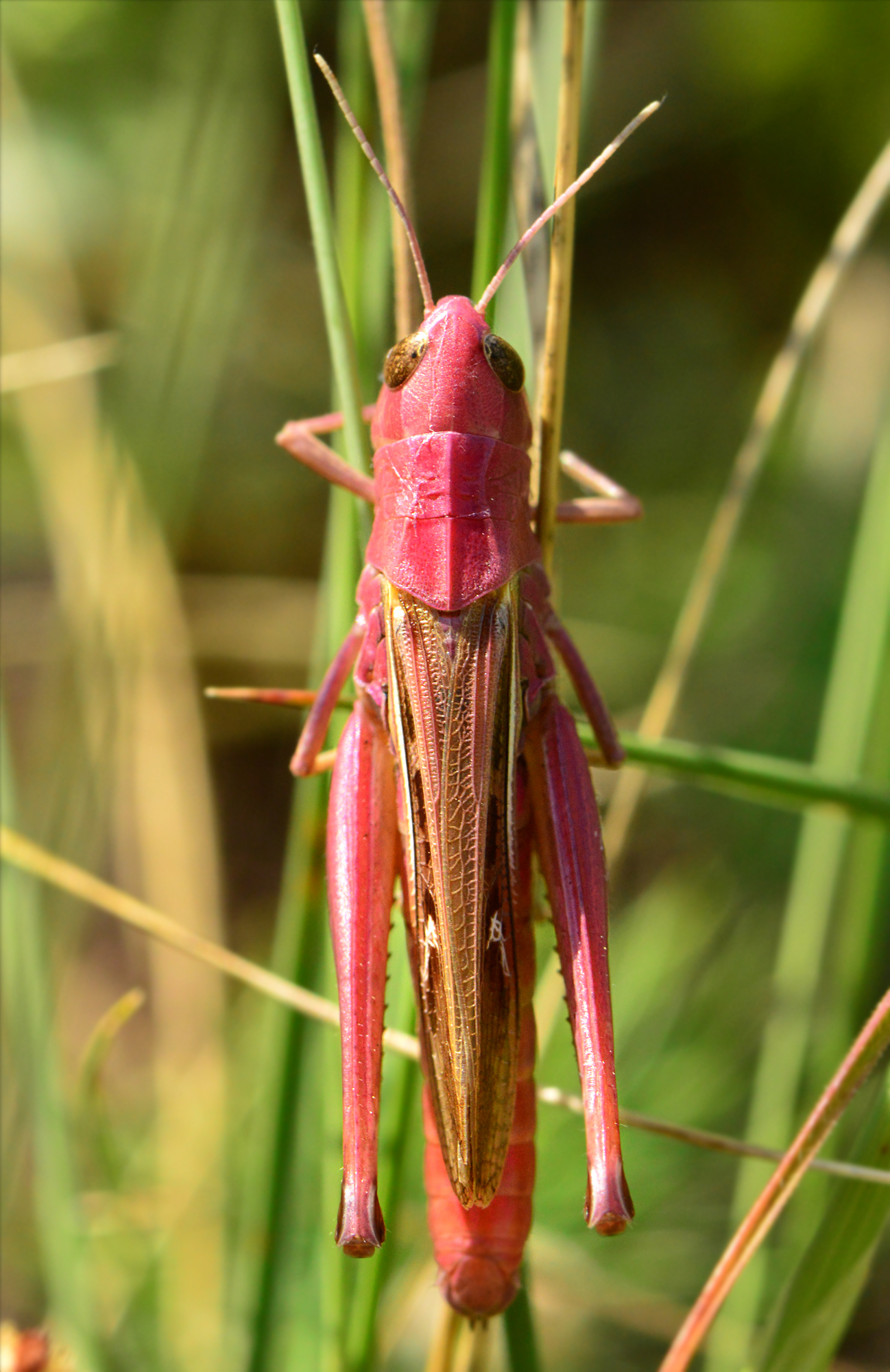 Stenobothrus lineatus - jajgató rétisáska