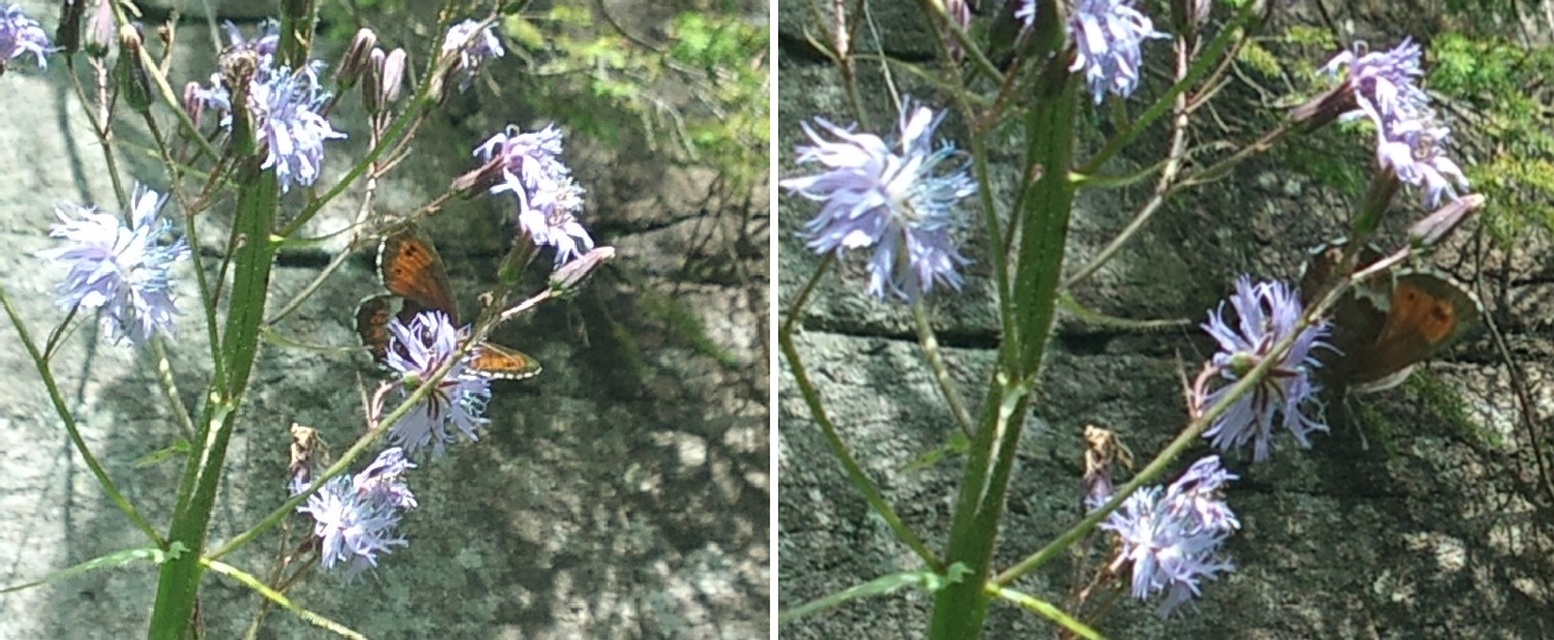 Erebia euryale