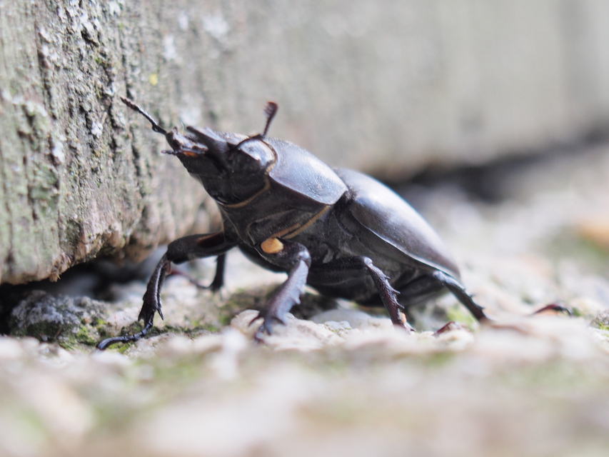 Lucanus cervus - nagy szarvasbogár
