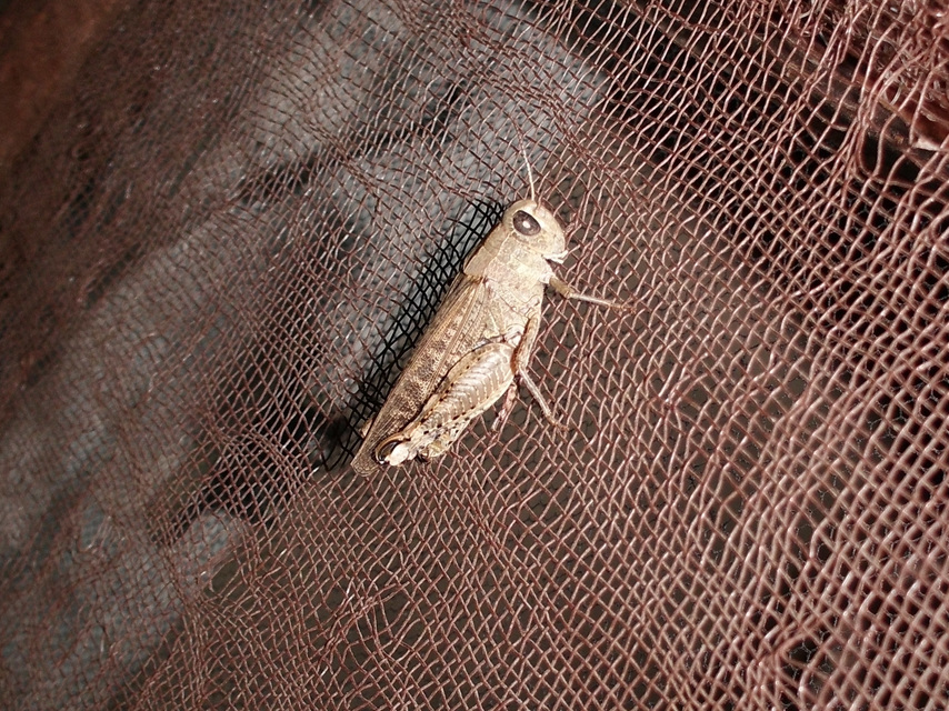 Calliptamus italicus - olaszsáska